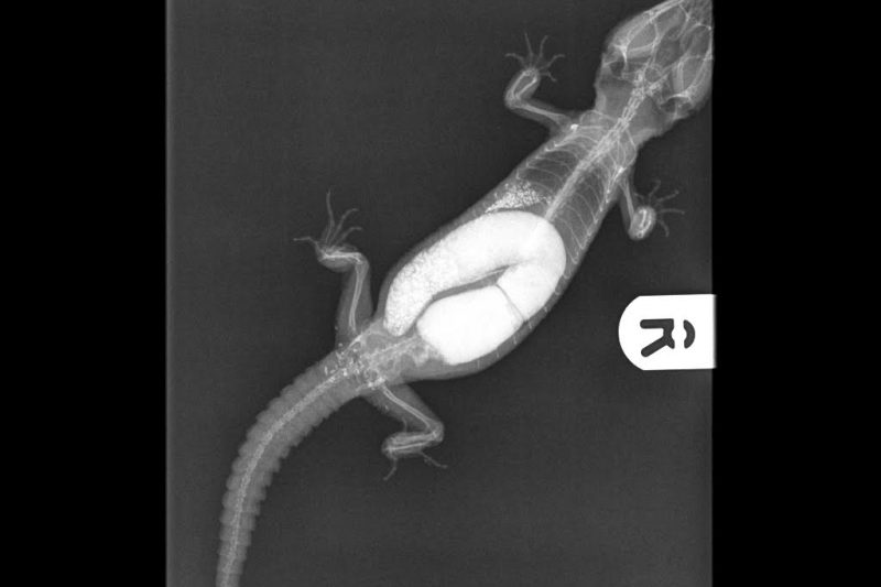 Gecko Impaction Xray