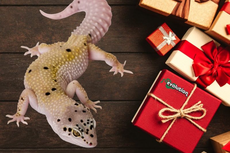 Gifts for reptile keepers (1080 x 1080 px)