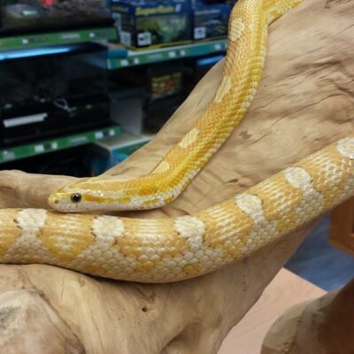 Gold dust corn snake