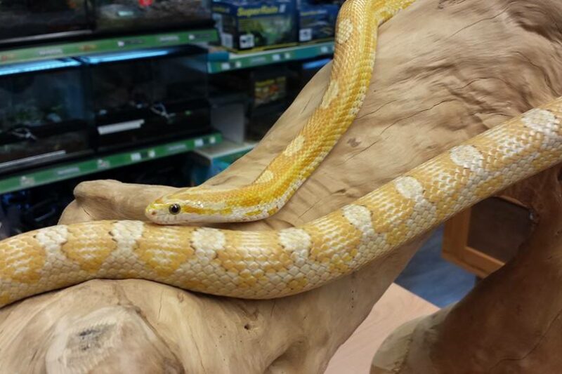 Gold dust corn snake