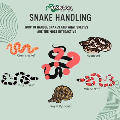 Handling Snakes (1600 x1066 px)