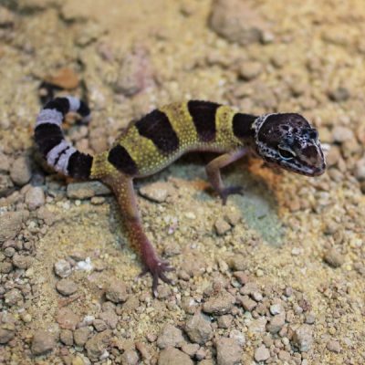 Hatchling Leopard Gecko