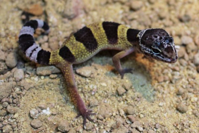 Hatchling Leopard Gecko