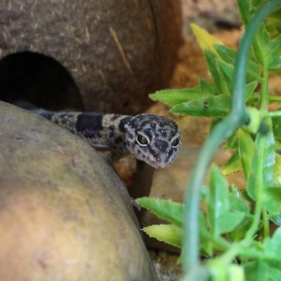 Hatchling-Leopard-Gecko1-e1472556330370