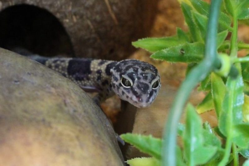 Hatchling-Leopard-Gecko1-e1472556330370