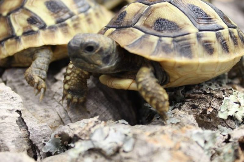 Hermanns Tortoises May 2016 1