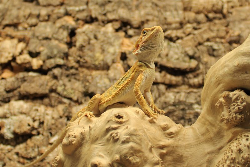 High-Red-Bearded-Dragon-4