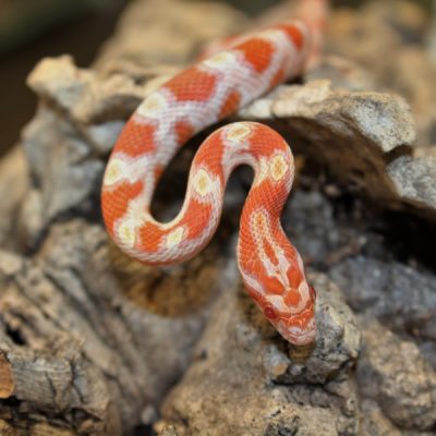 High-White-Creamsicle-Corn-Snake-e1457817423579-8.jpg