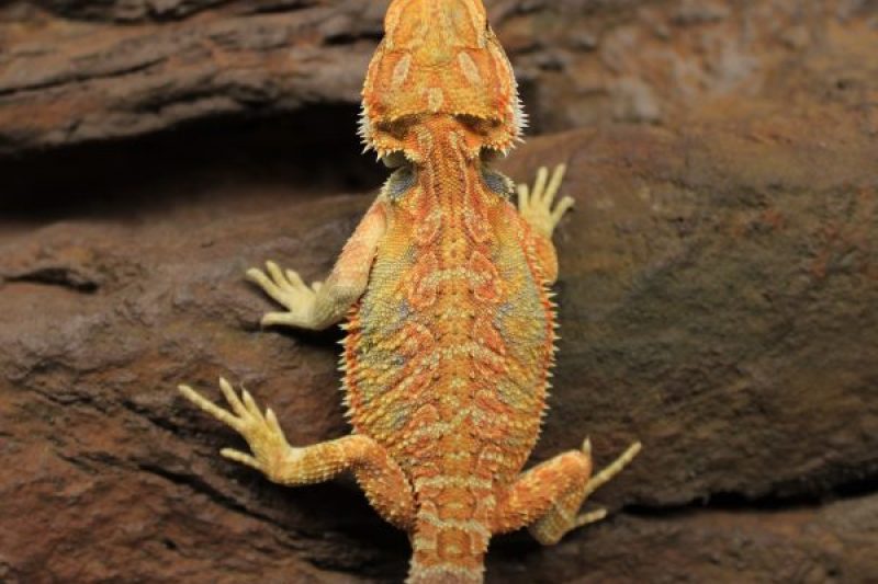 High-Yellow-Hypo-Bearded-Dragon-2-e1479217796784-2