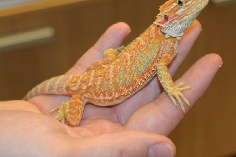 high-yellow-hypo-bearded-dragon-4