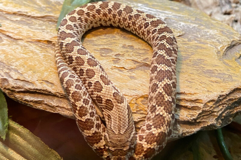 Hognose snake basking under his UVB lamp