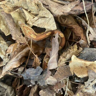 Corn Snake investigating some leaf litter