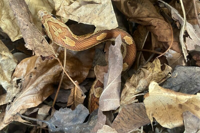 Corn Snake investigating some leaf litter