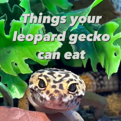 Instagram loepard gecko feeding variety 2