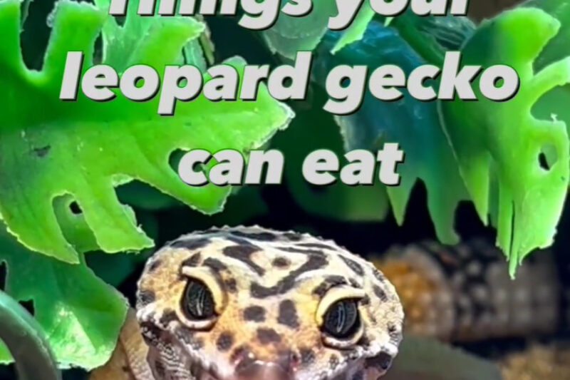 Instagram loepard gecko feeding variety 2