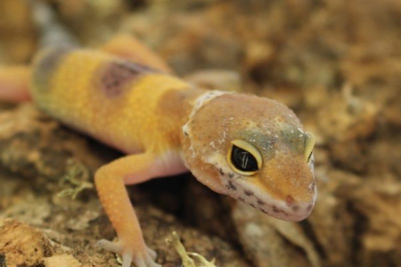 leopard-gecko-hatchling-1