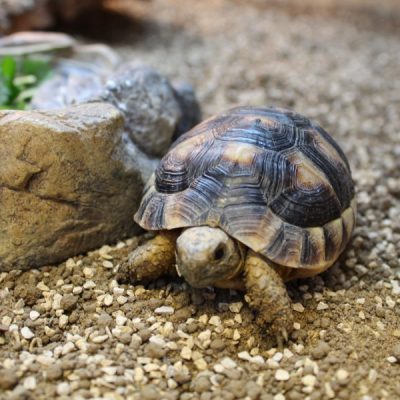 Marginated-Tortoises-e1461834318544-6.jpg