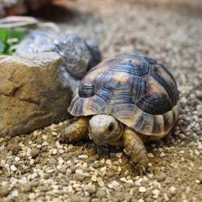 Marginated-Tortoises-e1461834318544-6.jpg
