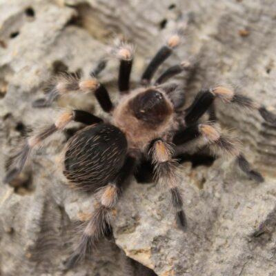 Mexican Red Knee - Juvenile  Brachypelma Smithi