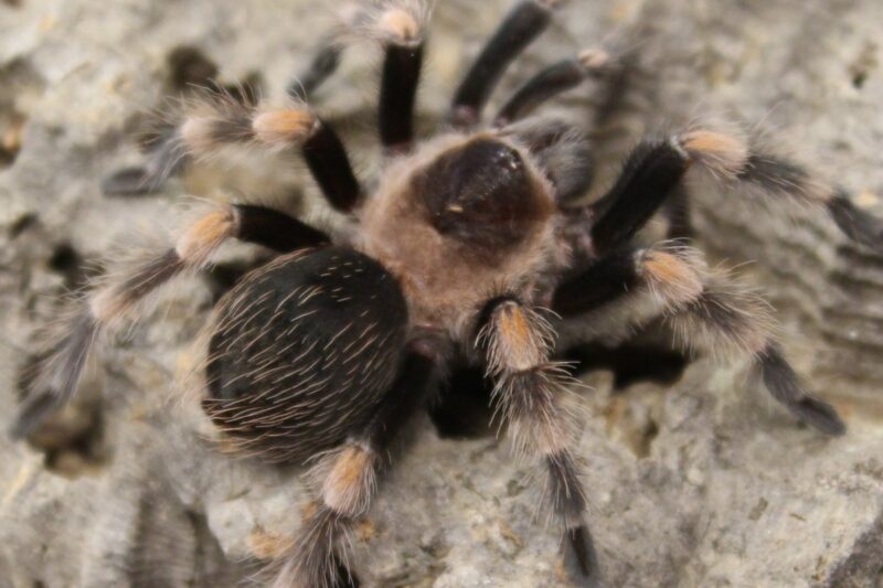 Mexican Red Knee - Juvenile  Brachypelma Smithi