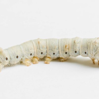 Silkworm-1