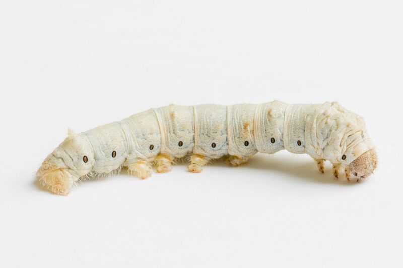 Silkworm-1