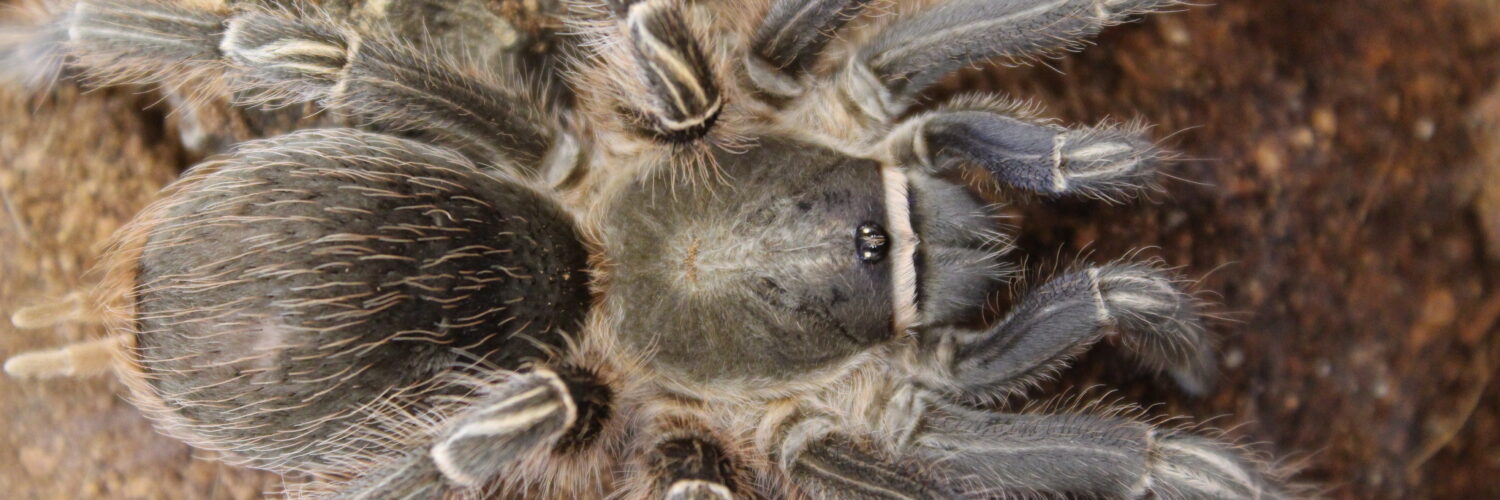 Stripe-Knee-Tarantula-Aphonopelma-seemani-1