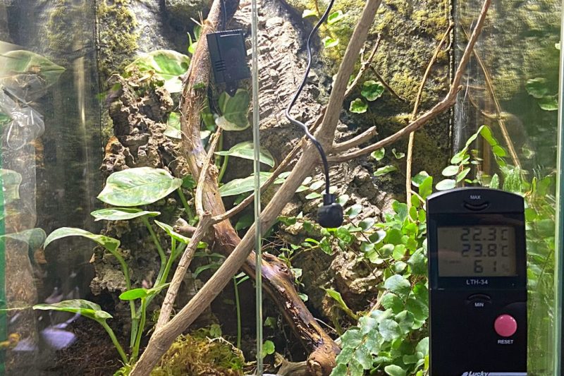 Thermometer for the Vivarium: A Complete Guide