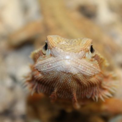 Translucent Citrus Red Bearded Dragon for sale