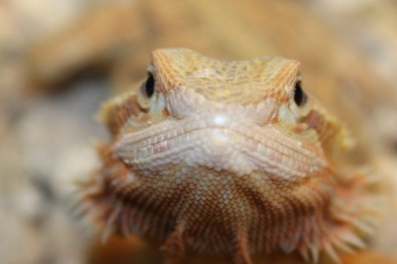 Translucent Citrus Red Bearded Dragon for sale