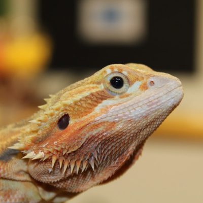 Translucent Citrus Red Bearded Dragon for sale