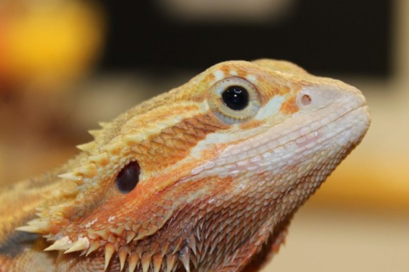 Translucent Citrus Red Bearded Dragon for sale