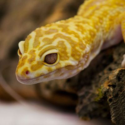 Leopard gecko for sale