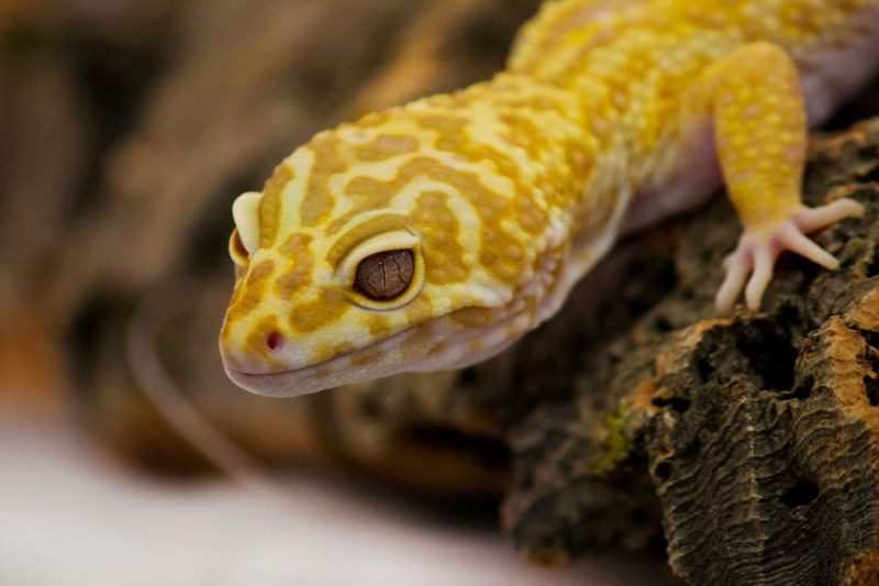 Leopard gecko for sale