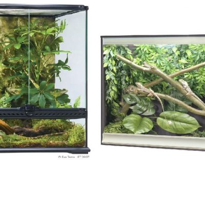 an image of terrarium vs vivarium