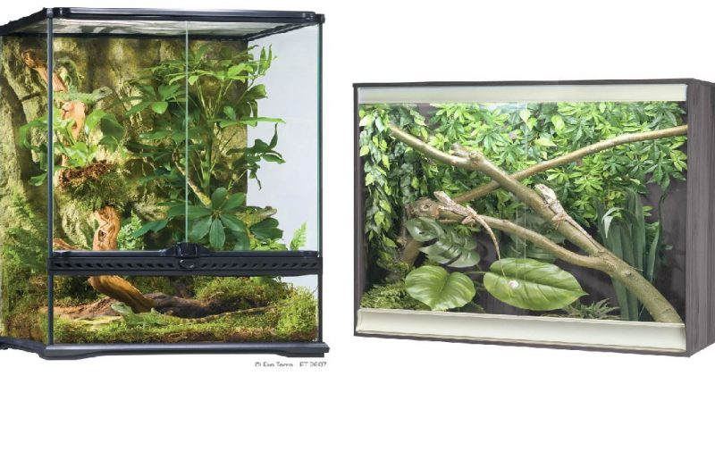 an image of terrarium vs vivarium